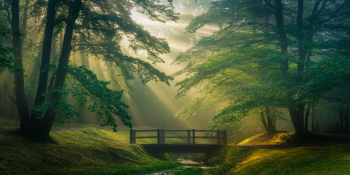As árvores conversam entre si? Cientistas escutam sinais secretos da floresta e revelam algo surpreendente