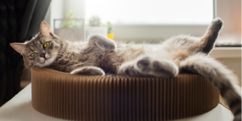 Como Treinar Seu Gato: 5 Passos Simples para o Sucesso